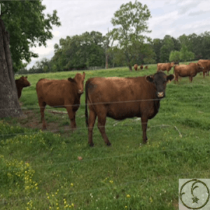 A2A2 Red Angus Cattle in east Texas