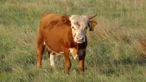 Mini Hereford Bull in East Texas
