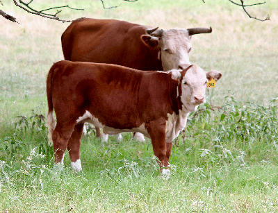 Mini Hereford heifer