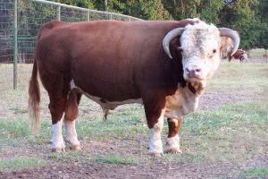 Mini Hereford Bull M Luther