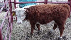 Mini Hereford Bull Jumping Jack Flash