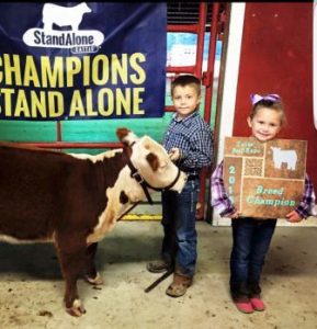 Mini Hereford Heifer