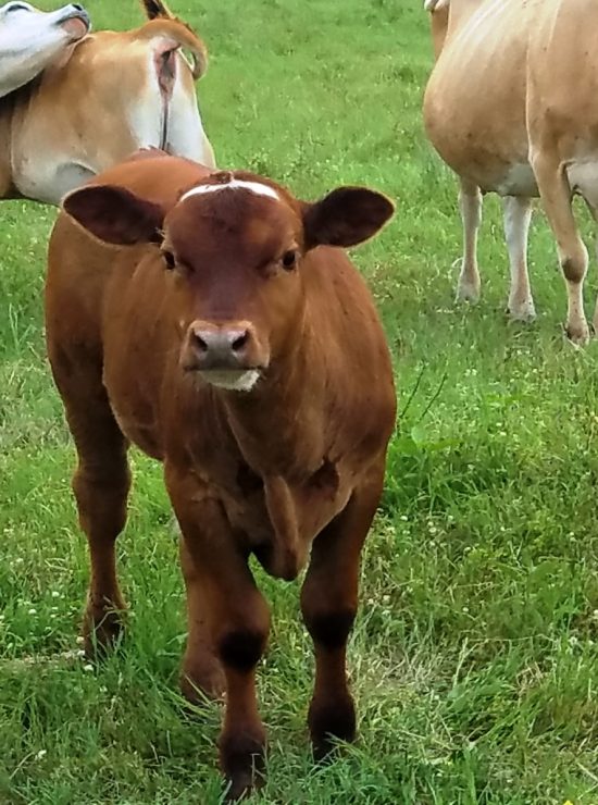 Pet Mini Cows | Mini Cattle For Sale in East Texas