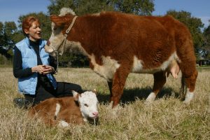 Mini Hereford Mama Cow
