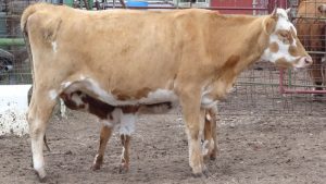 A2A2 Family Milk Cow, Family Milk Cow Size - Jersey x French Normande.