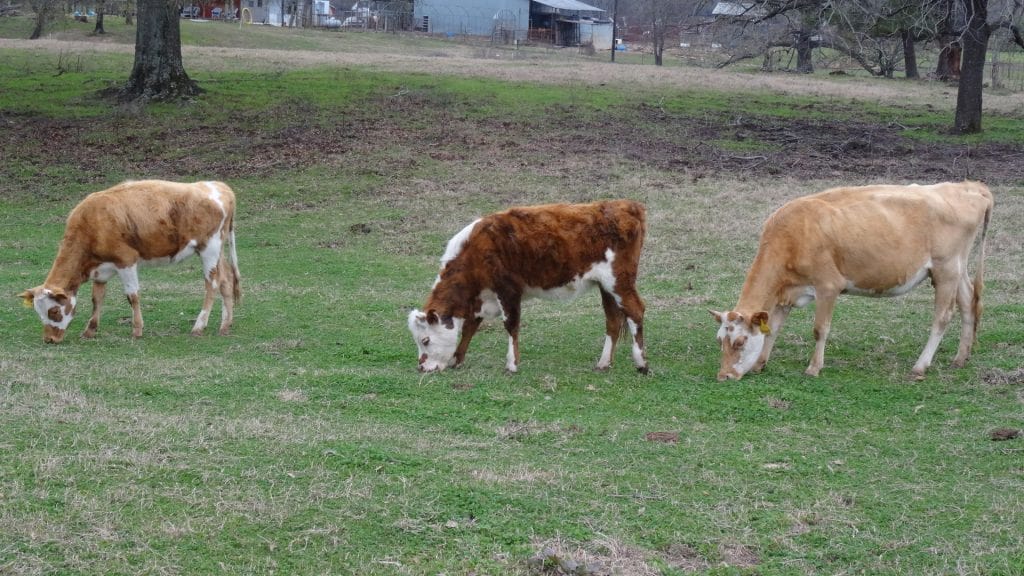 a2a2-milk-cows-for-sale-falster-farm-on-pasture-365