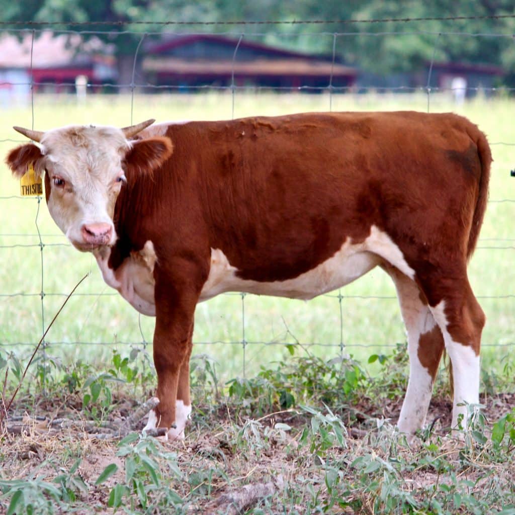 Mini Cows for Kids | Mini Cattle For Sale in East Texas