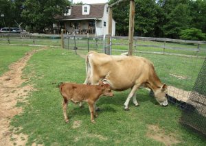 registered Hereford