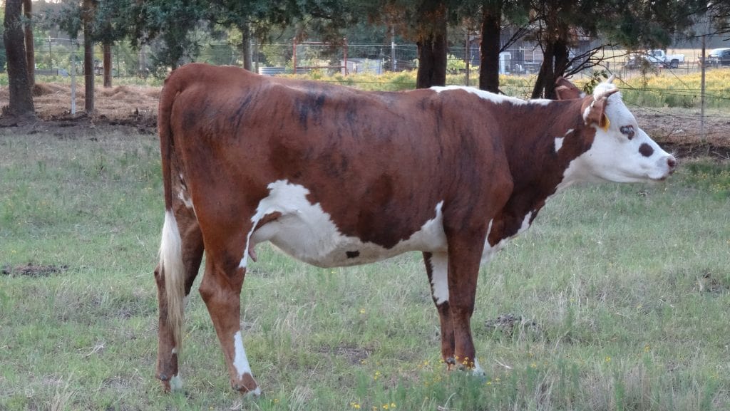A2A2 Family Milk Cows For Sale in East Texas