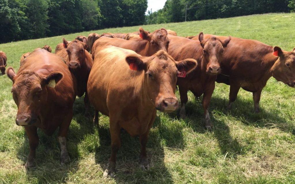 My Red Angus Herd Background Falster Farm On Pasture 365 0802