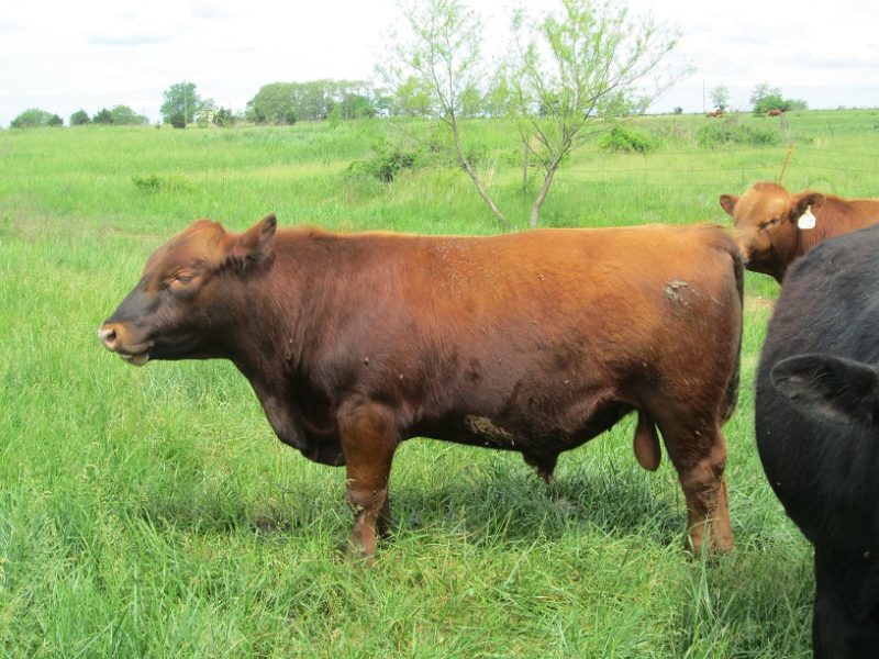 Red Angus Bulls For Sale | Falster Farm on Pasture 365