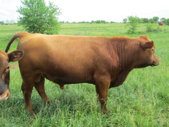 Red Angus Bulls For Sale | Falster Farm on Pasture 365