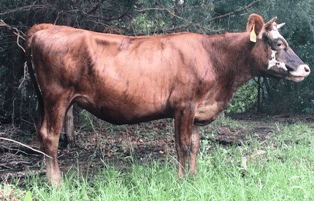 Future Family Milk Cow ~A2/A2 Jersey Heifer - farm & garden - by owner -  sale - craigslist