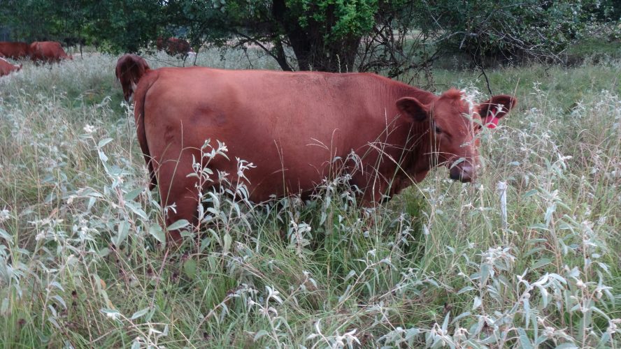 Red Angus Heifers For sale | Falster Farm on Pasture 365