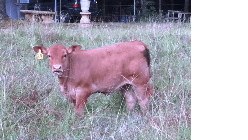 Red Angus Calves For Sale | Falster Farm on Pasture 365