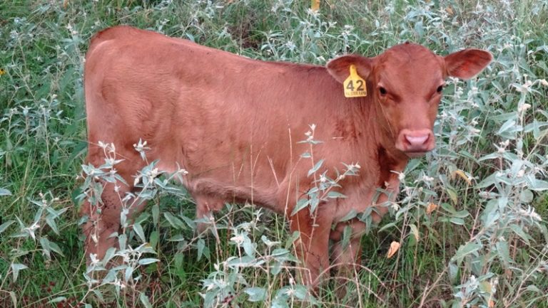 Red Angus Calves For Sale | Falster Farm on Pasture 365