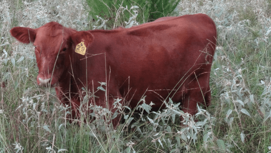 Red Angus Calves For Sale | Falster Farm on Pasture 365