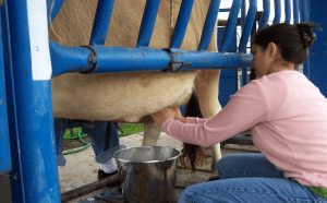 Learning How to milk a Homestead cow by hand.