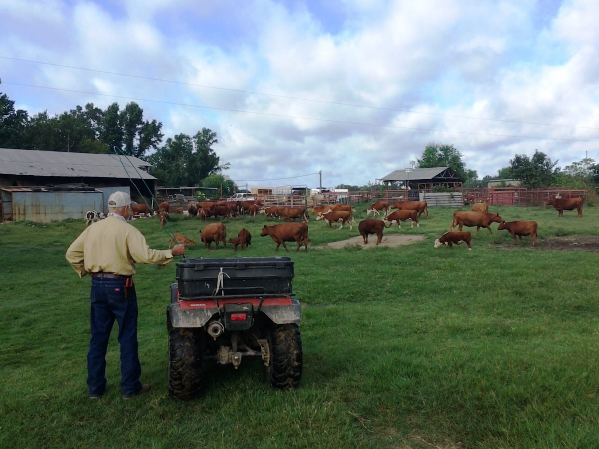 Red Angus Background