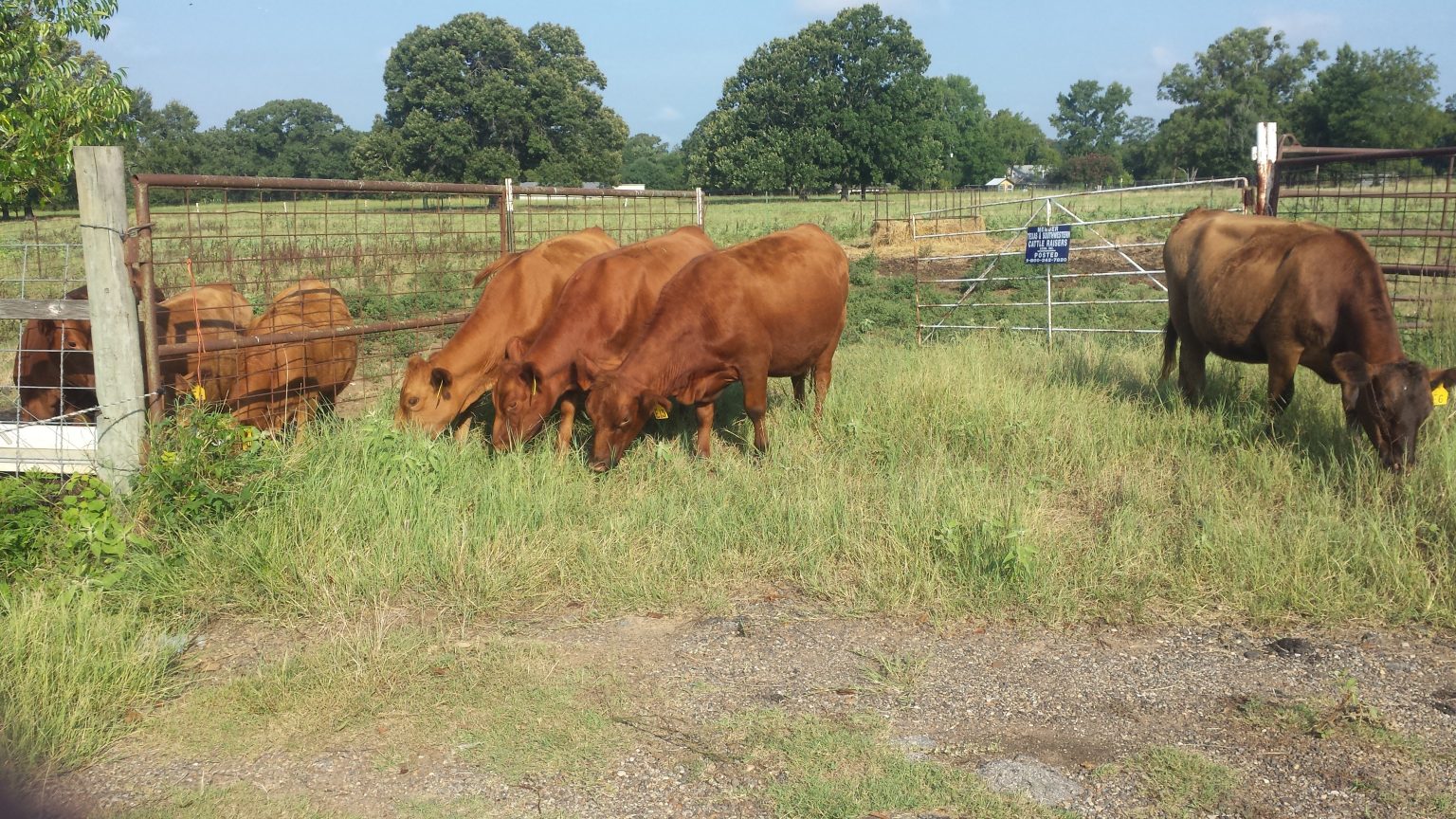 Mini Red Angus “Trio” Falster Farm on Pasture 365