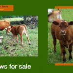 How to take care of a baby cow?