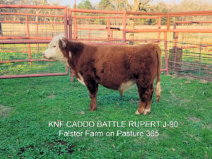 CADDO J90 BATTLE RUPERT