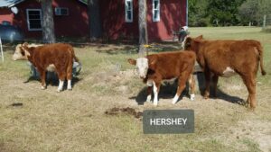 Pet Mini Steer HERSEY MERCY