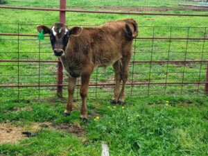 Normande influenced A2A2 bull calf