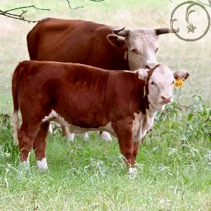 Miniature Hereford Cow Calf pair on Falster Farm on Pasture 365