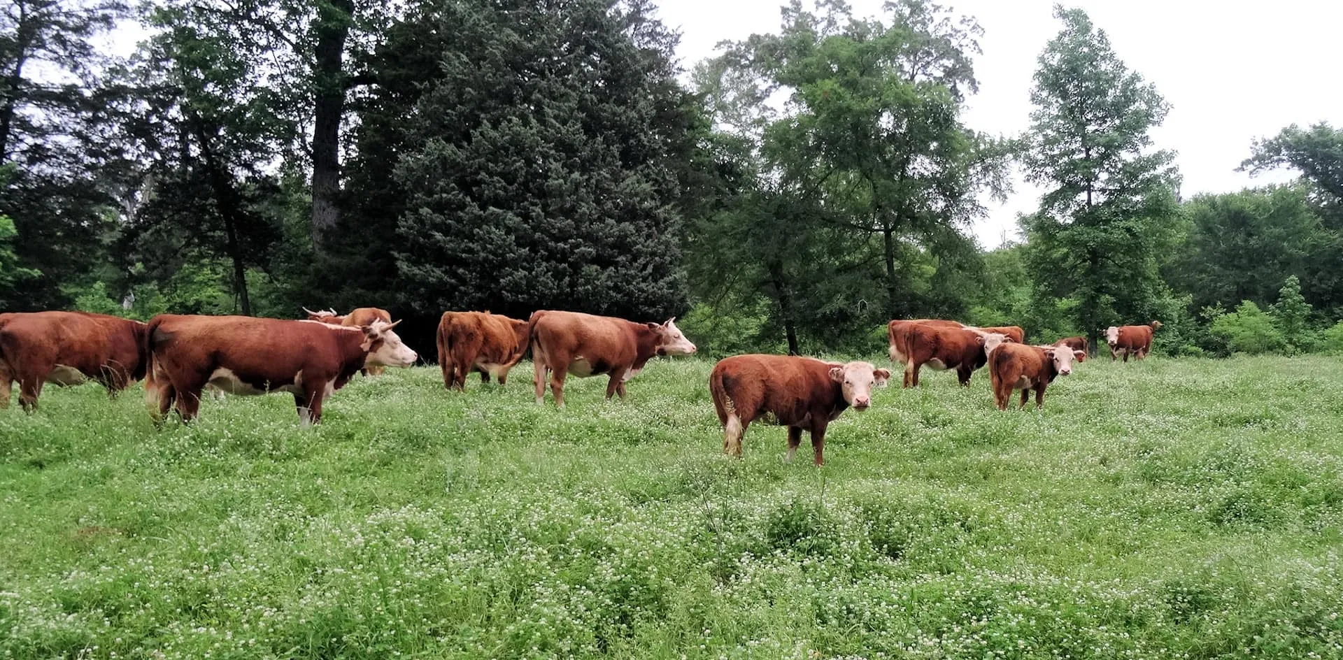 Falster Farm and Mini Cattle